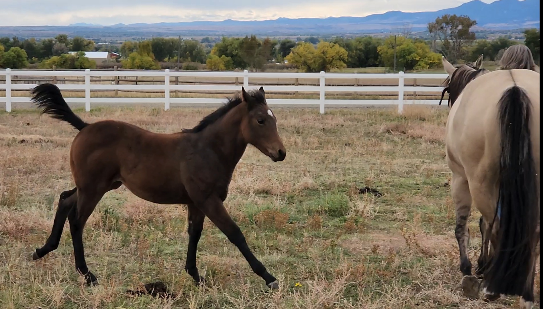 Young foal at Lone Tree Acres