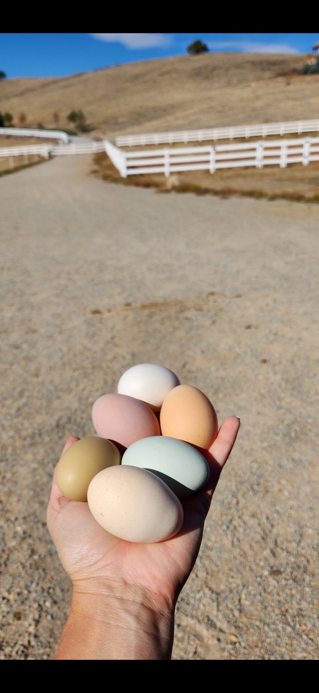 Fresh eggs from hens